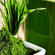 Alga