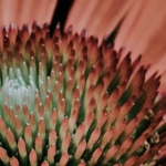 Echinacea
